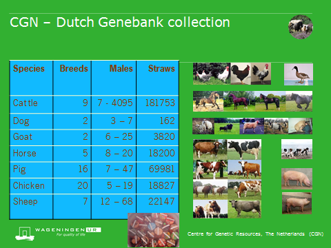Chapter : The conservation of breeds in The Netherlands - Textbook  Animal breeding and Genetics - HBO (EN) - Wiki Groen Kennisnet